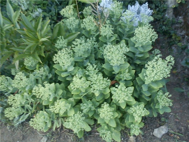 žednjak, sedum hermelica