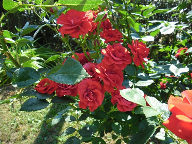 ružica crvena