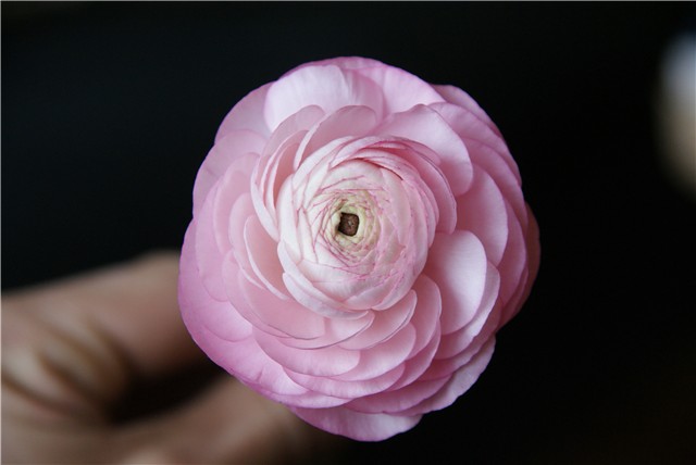 ranunkula pink 2