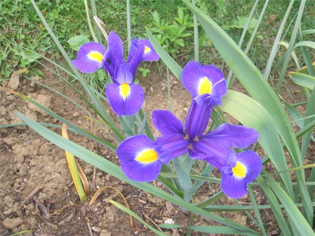 irisi