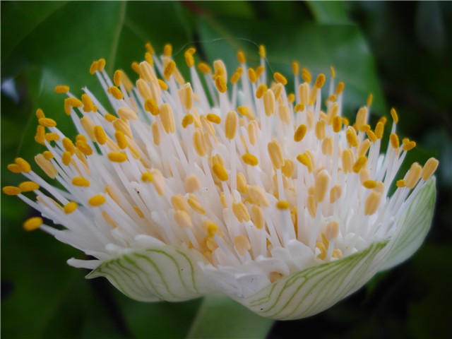 Haemanthus albiflos