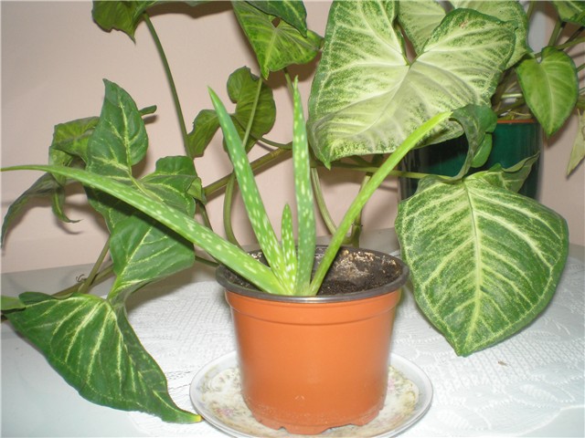 Aloja Vera 1