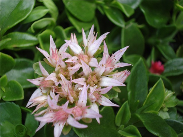 Aptenia i sedum