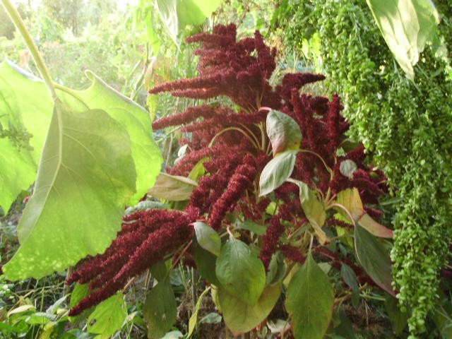 ščir - amaranthus