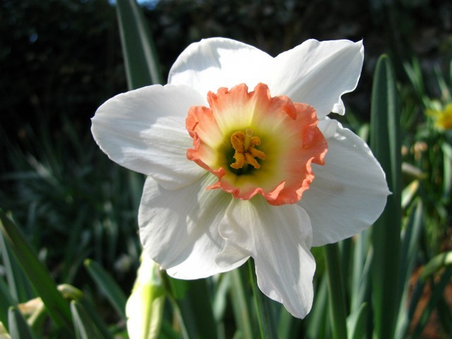 Narcissus - 