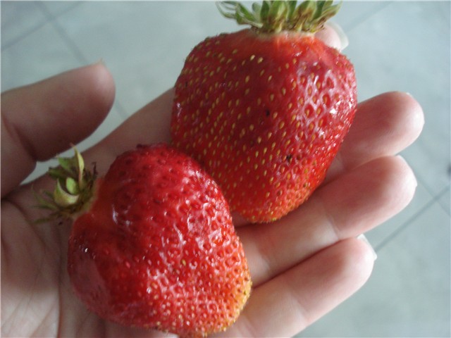 jagode