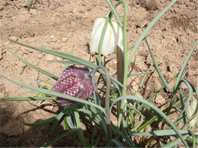 kockavica