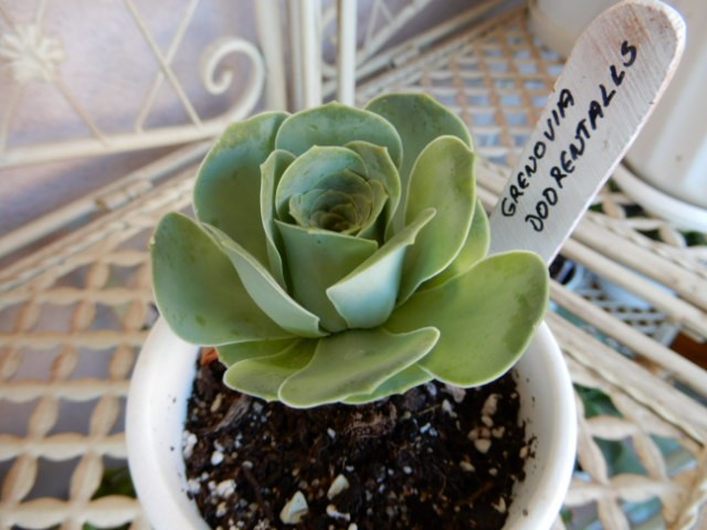 aeonium dodor