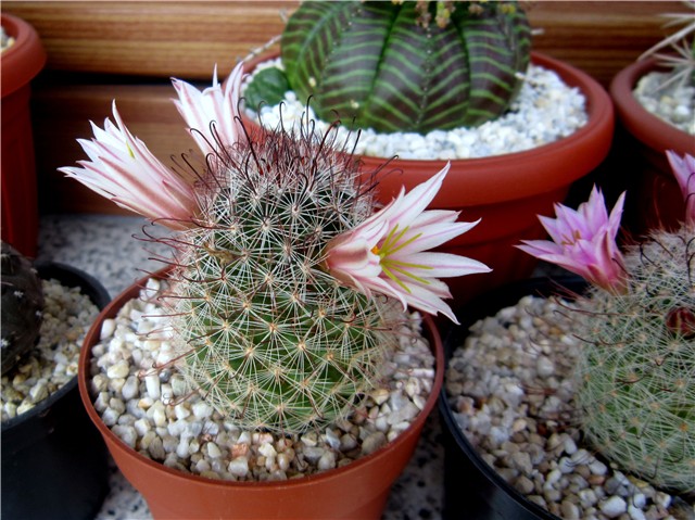 Mammillaria2