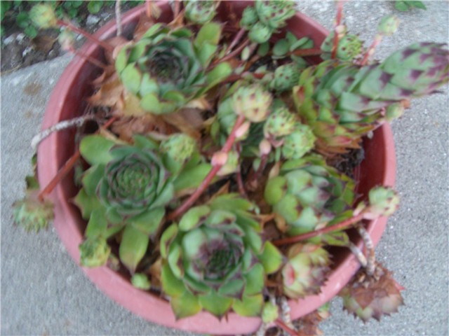 cuvar kuce