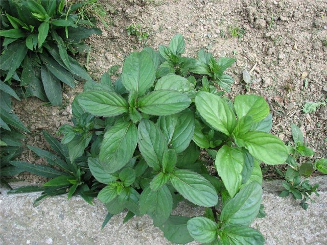 menta