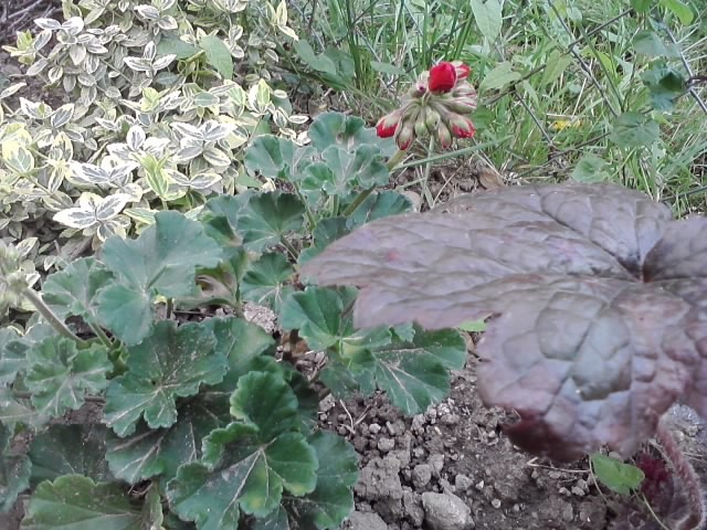 sjeverna strana