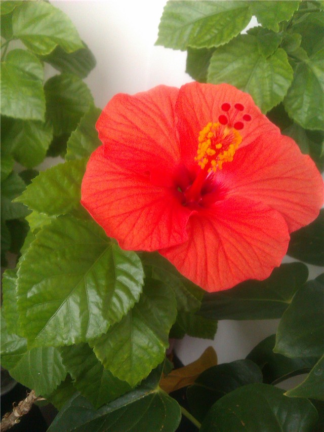Tropski hibiskus
