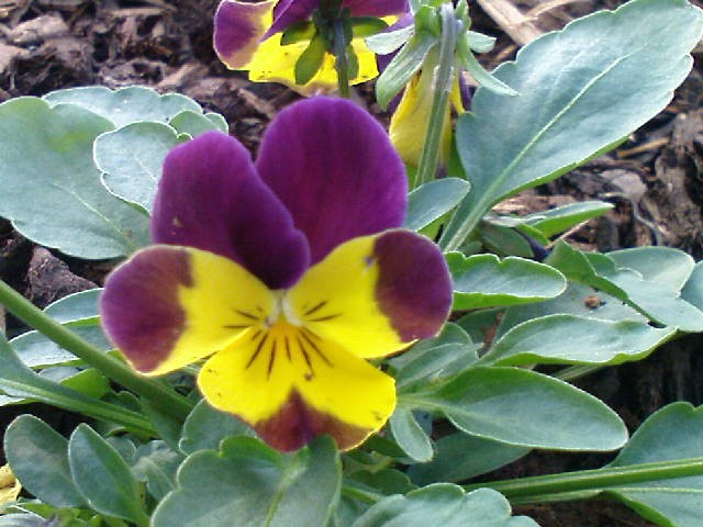 Maćuhica (Viola)