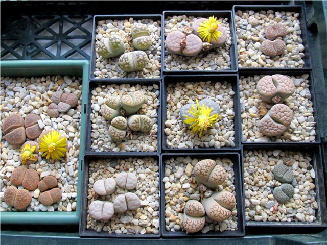 lithops