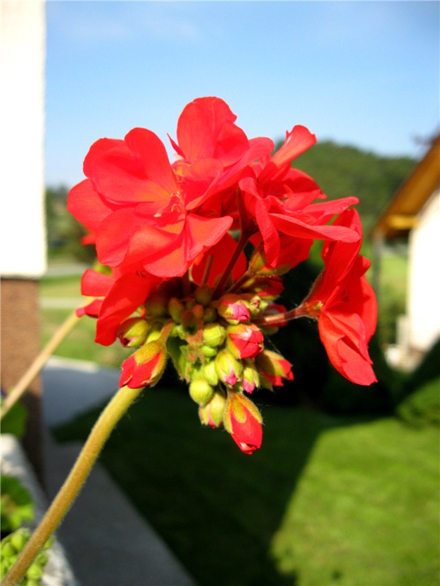 Pelargonium zonale 