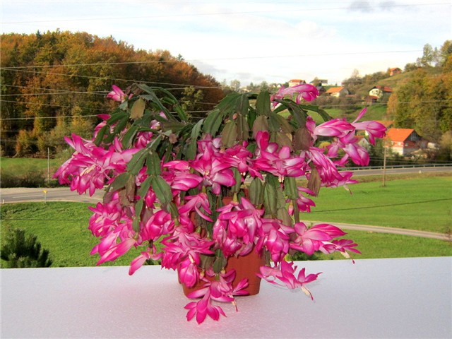 Schlumbergera