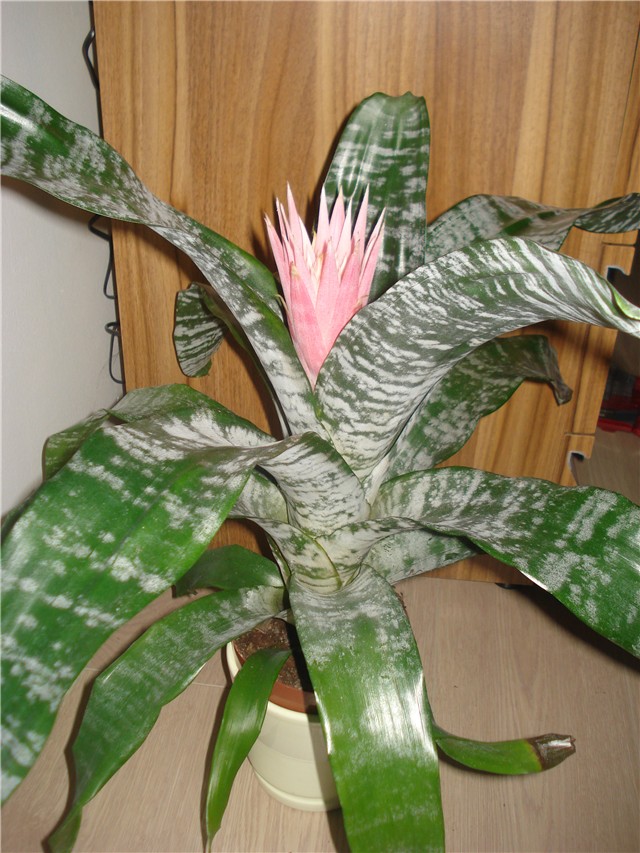 aechmea primera