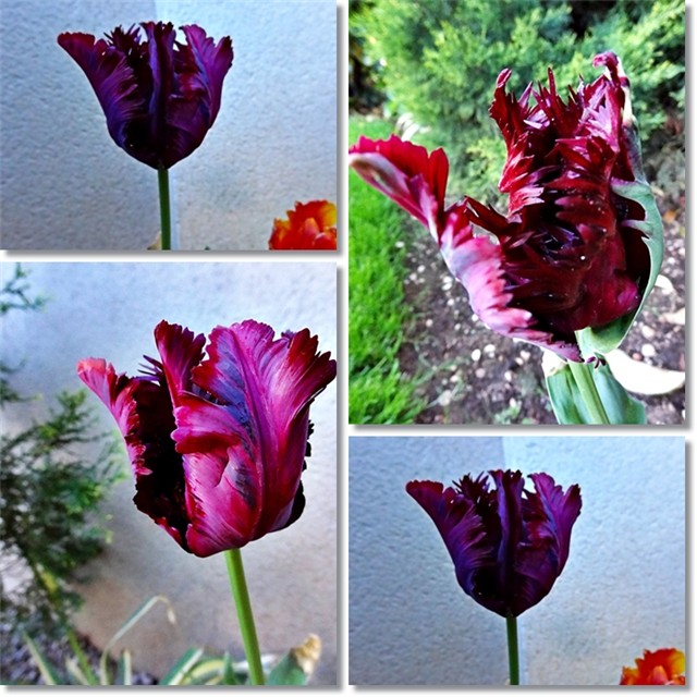 tulipani crni