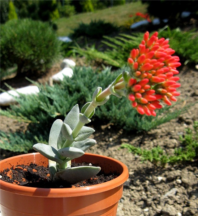 Crassula falcata