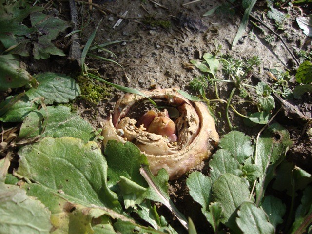 Kraljevska kockavica