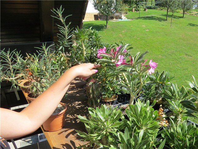 Adenium swazicum 