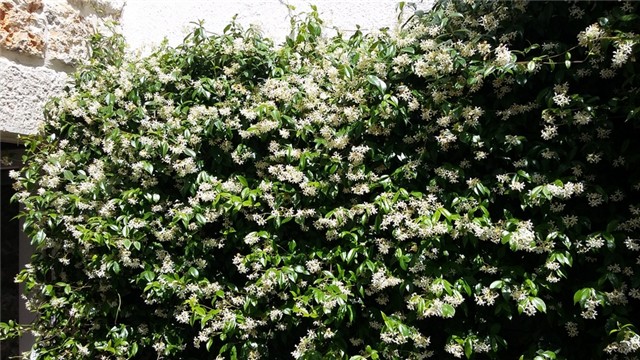 jasmin