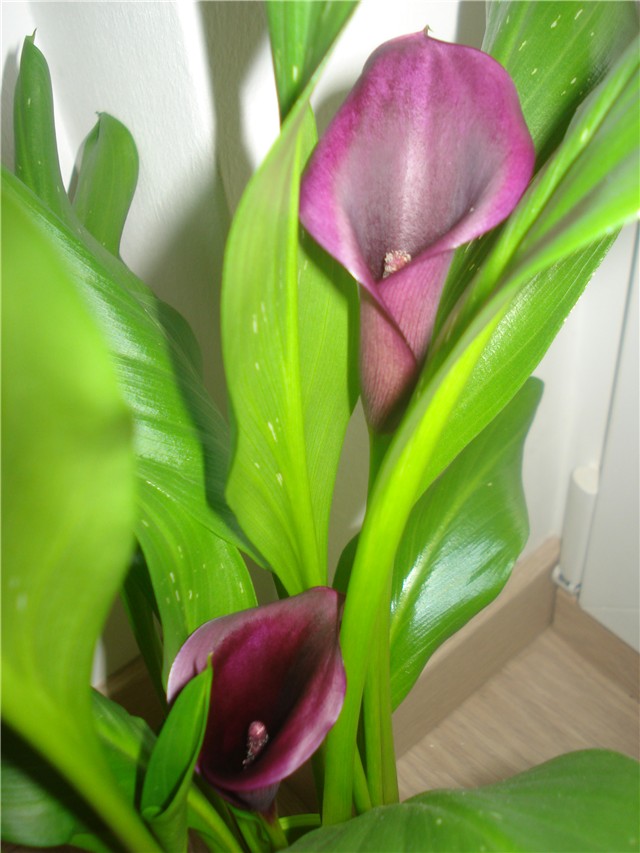 kala5