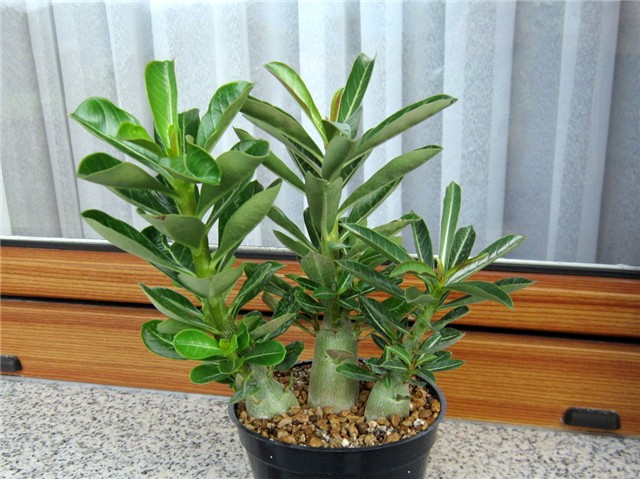 Adenium obesum