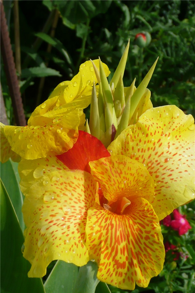 kana indica