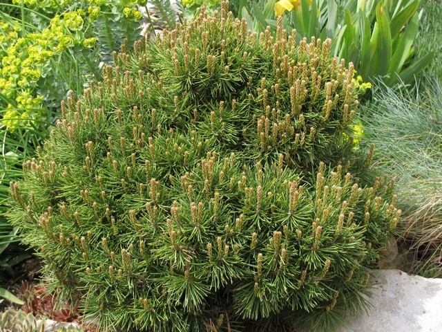 Pinus mugo