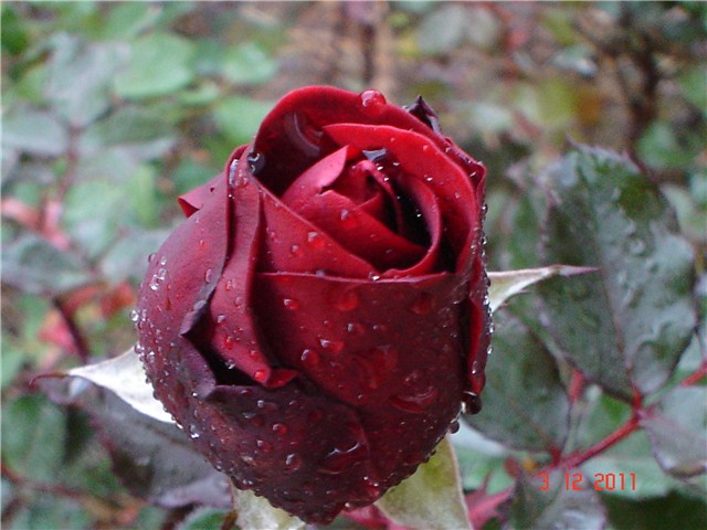Ruža za Miru K