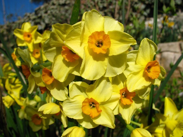 Narcissus 