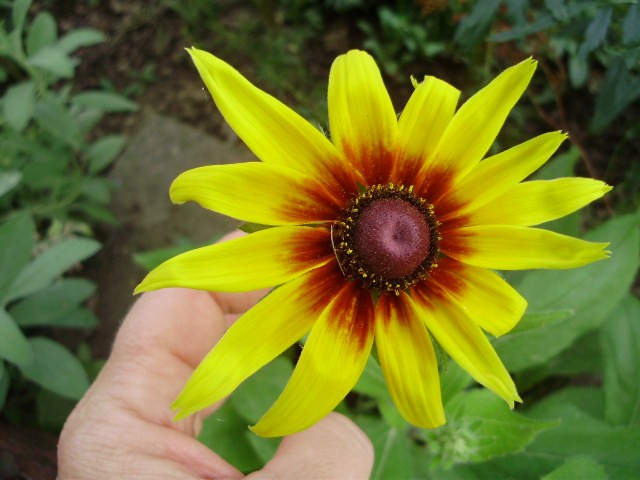 rudbekia