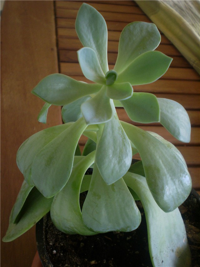 echeveria