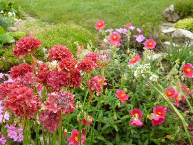 Armeria pseudarmeria 