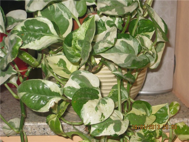cvijet