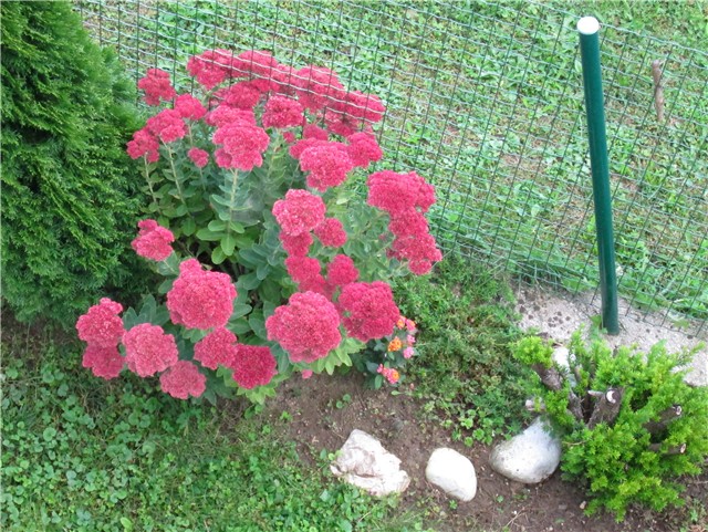 Sedum Herbstfreude