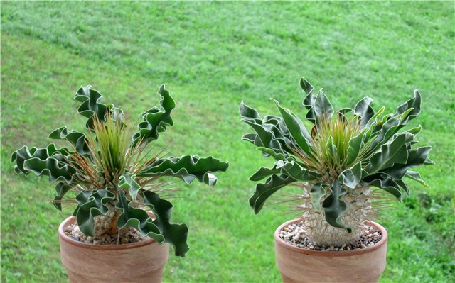 pachypodium namaquanum