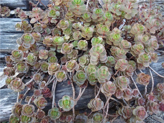 Sedum