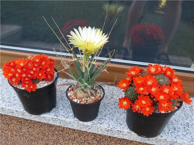 Leuchtenbergia principis
