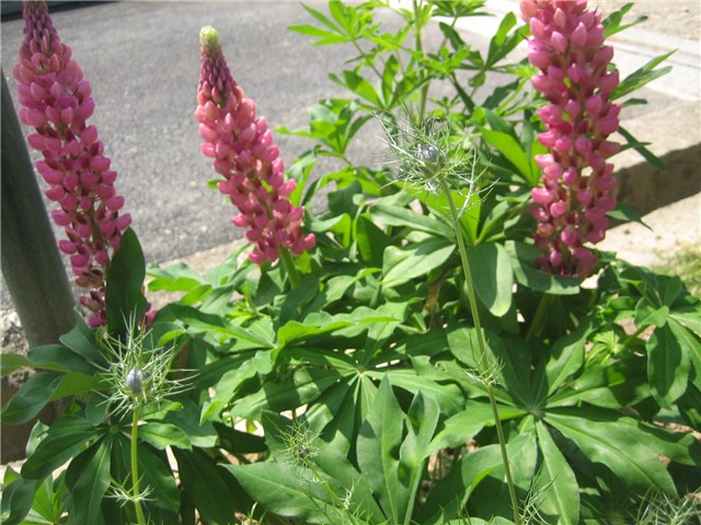 lupinus