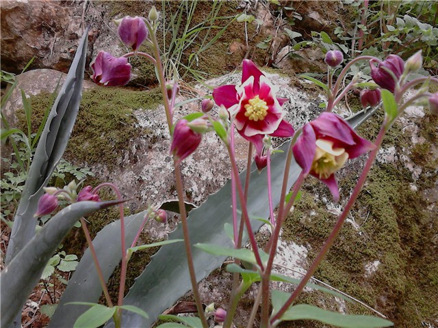 Pakujac