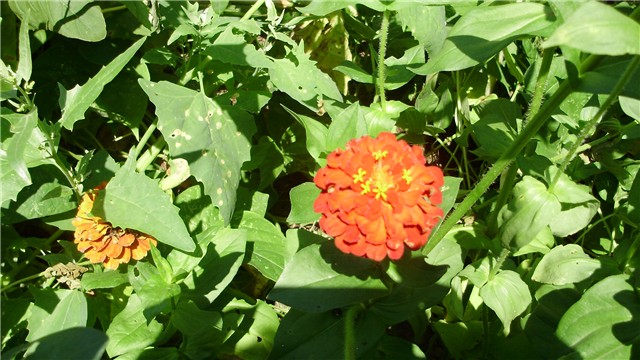 cinije