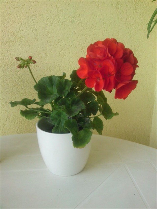 pelargonija