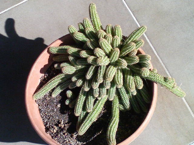 kaktus chamacereus silvestri 