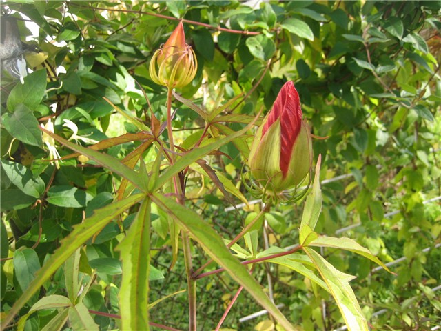 Hibiscus coccineus