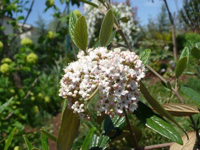 viburnum