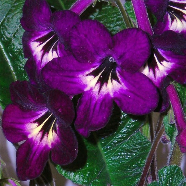 Streptokarpus