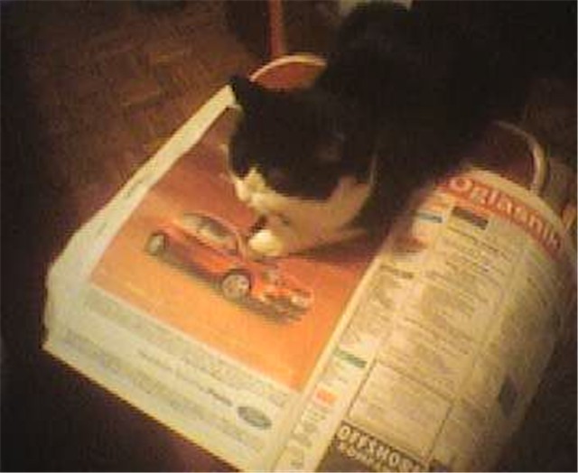 mačka čita novine